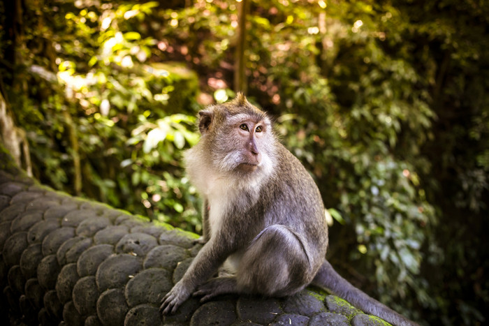 坐树上的猴子摄影图