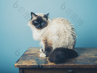桌子上的猫<strong>摄影图</strong>