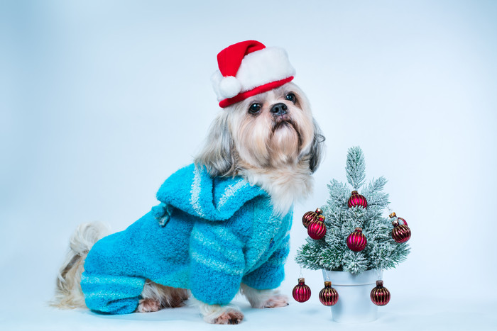 深色调圣诞装扮的狗摄影图