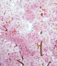 粉色调美丽花朵摄影图