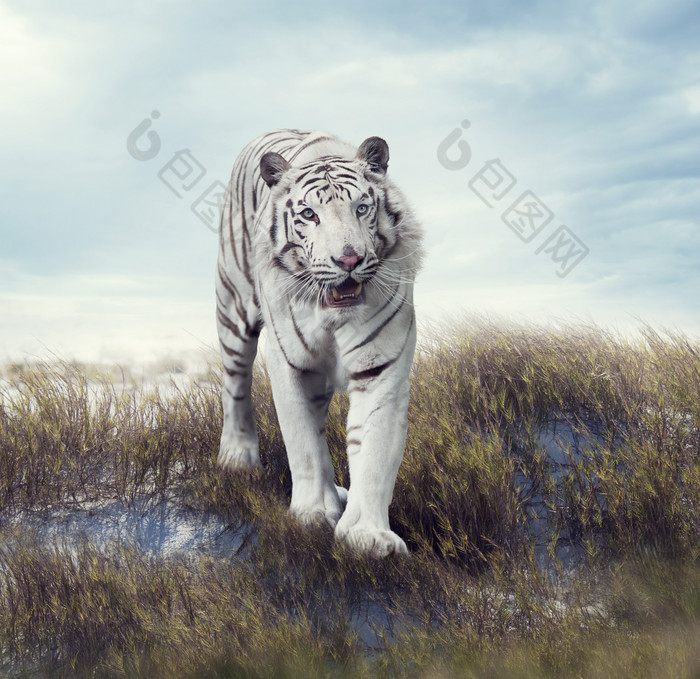 荒草凶猛的白虎摄影图