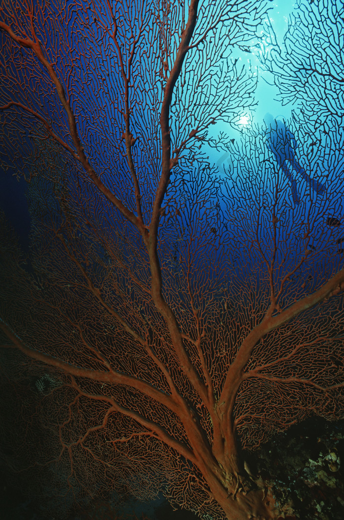 海底珊瑚潜水员摄影图