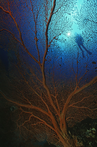<strong>海底</strong>珊瑚潜水员摄影图