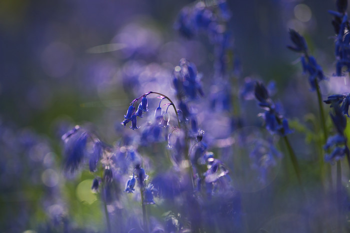 紫罗兰花卉摄影图