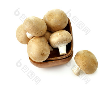 暗色调小蘑菇摄影图