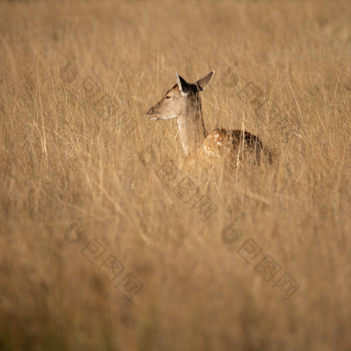 旷野中的小鹿摄影图