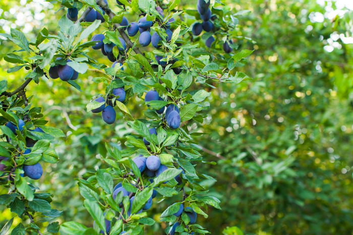绿色调枝头的蓝莓摄影图