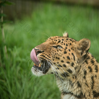 用舌头舔脸的猎豹