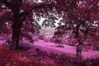 紫红色梦幻的大森林
