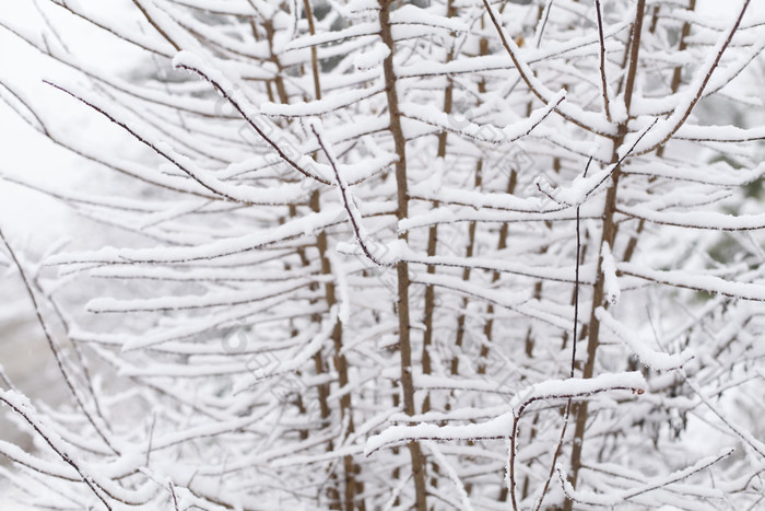 冬季树枝枝条上的积雪