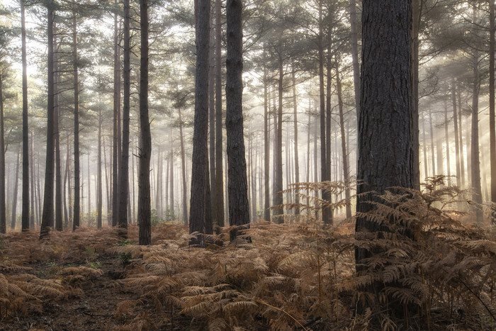 昏暗的松树林摄影图