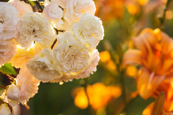 鲜花粉色<strong>玫瑰花</strong>植物