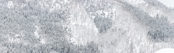 冬天冬季森林风景摄影图