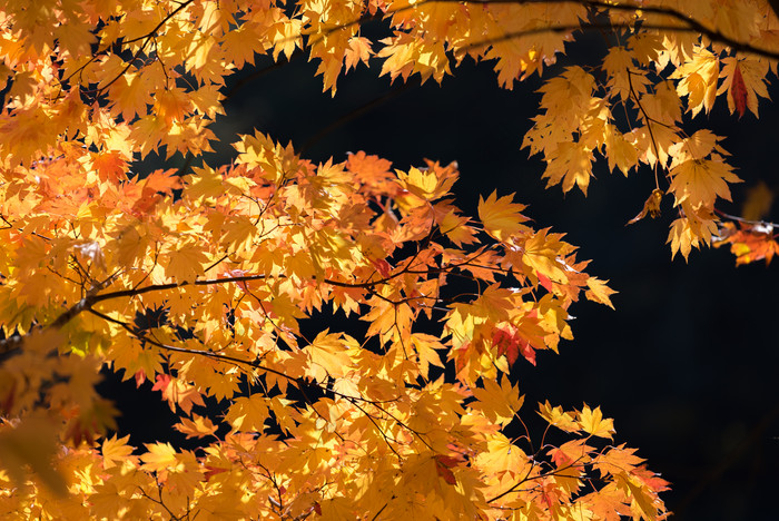 日本枫树槭叶子摄影图