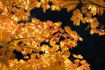 日本<strong>枫树</strong>槭叶子摄影图
