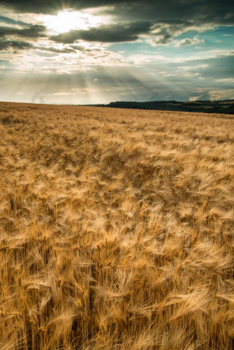 深色调阳光下的稻田摄影图