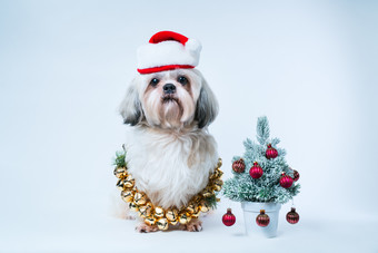 蓝色调圣诞装扮的狗摄影图