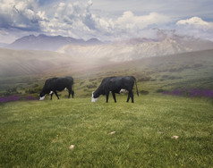 深色调草地中的牛摄影图