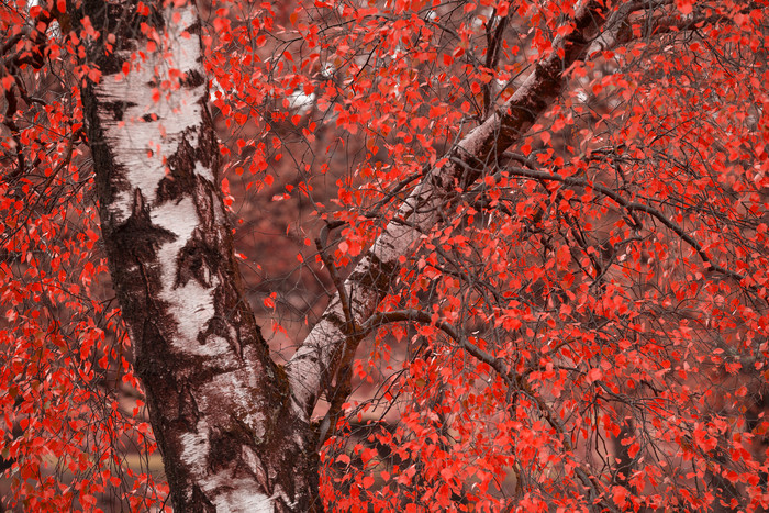 秋季红色枫树树干