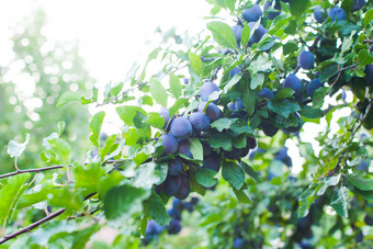 绿色枝头的<strong>蓝莓</strong>摄影图