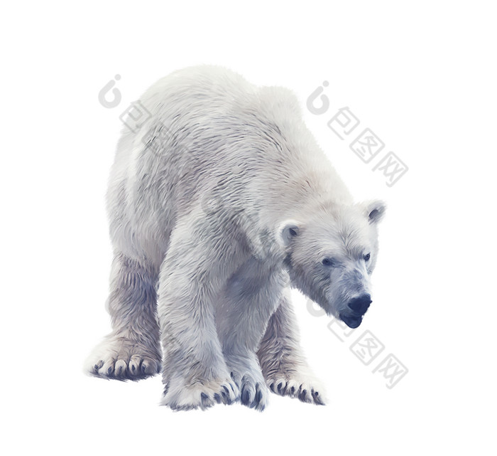 简约北极熊摄影图