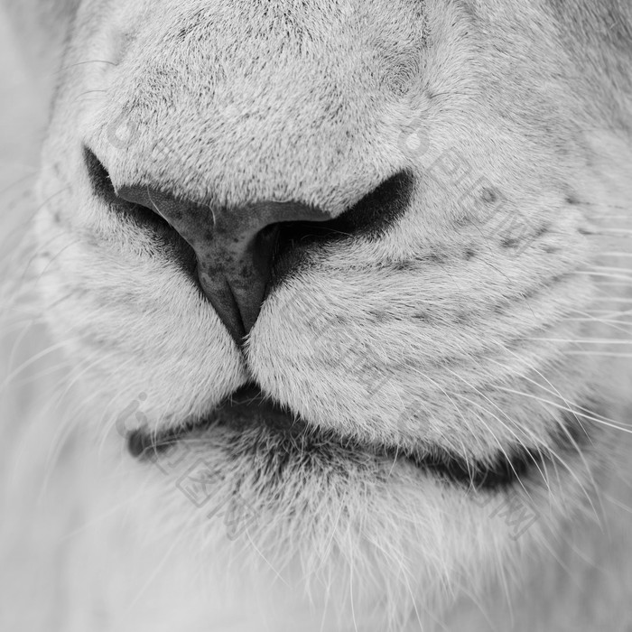 猫科动物的鼻子和嘴巴