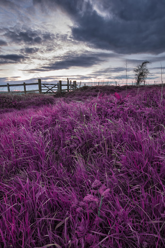 <strong>乌云</strong>云彩下的紫色草丛