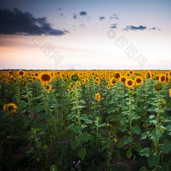 <strong>户外</strong>田野向日葵植物