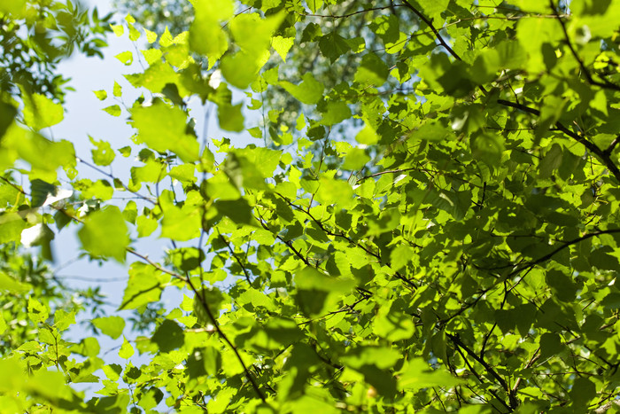 绿色调枝头的叶子摄影图