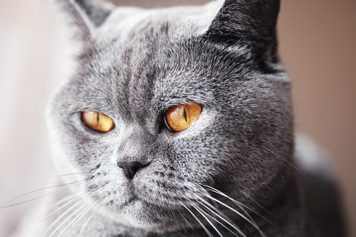 灰色猫咪瞪大眼睛
