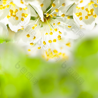 花朵黄色花蕊摄影图