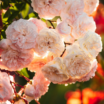 粉色玫瑰花花卉摄影图