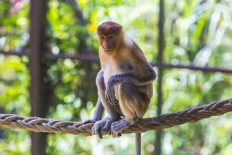 麻绳上的猴子摄影图