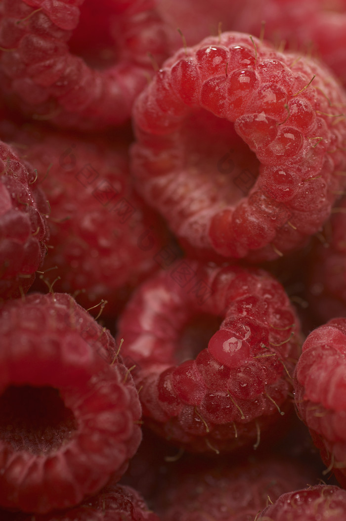 红色调小的浆果摄影图