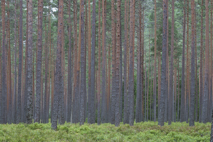 树林树木绿树摄影图