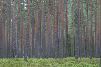 树林树木绿树摄影图