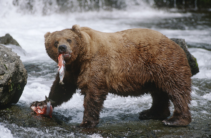 捕鱼的棕熊摄影图