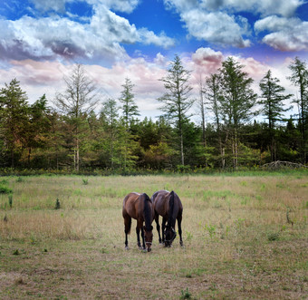 深色调吃草的两个马摄影图