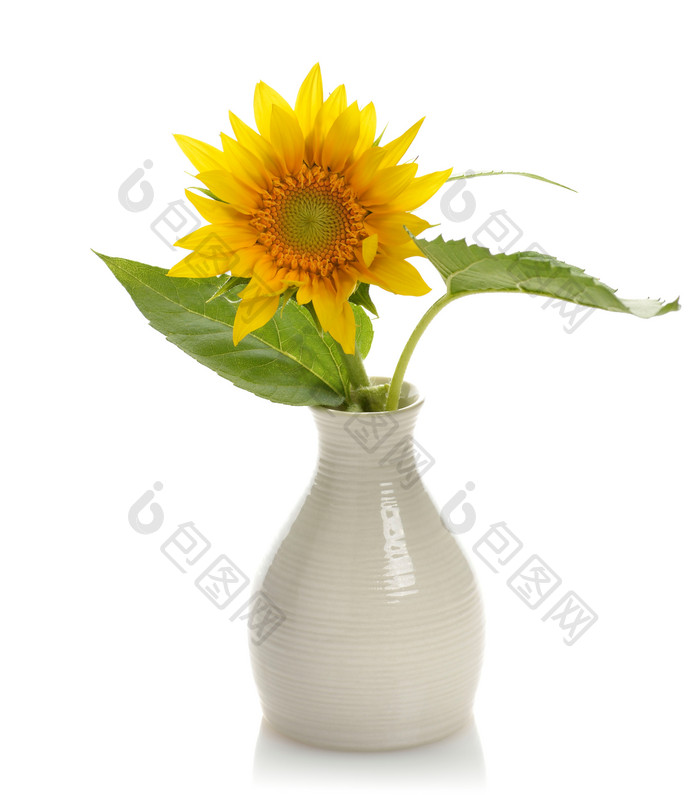简约花瓶中的向日葵摄影图