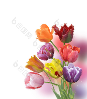 水彩郁金香花朵摄影图