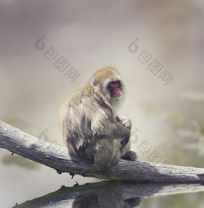 坐枯树上的猴子摄影图