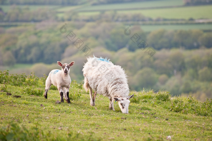 草原上可爱的绵羊