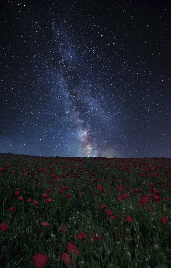 夜空下的红色花枝