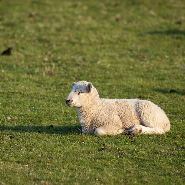 草地上休息的小白羊