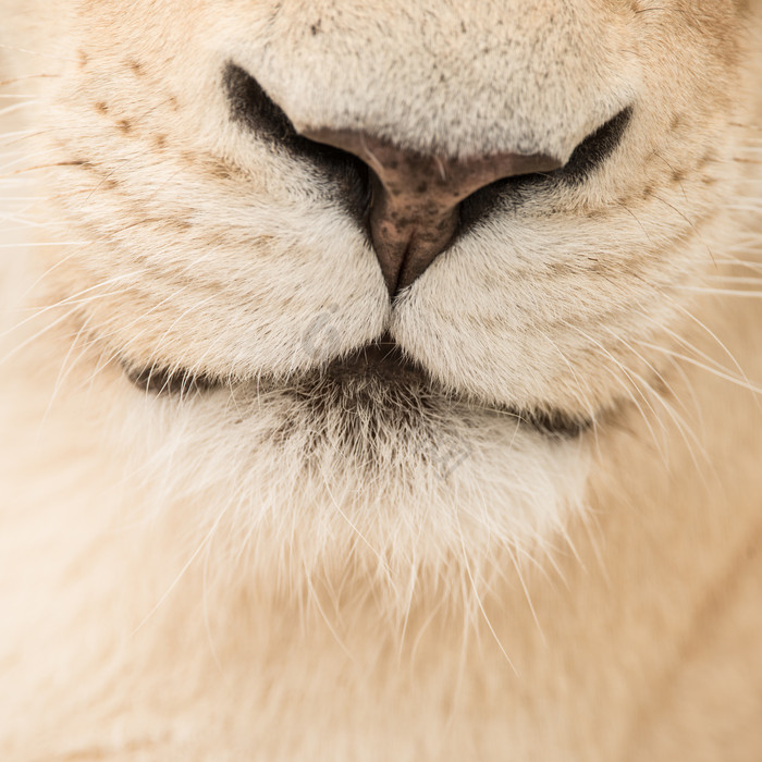 猫科动物的嘴巴和鼻子