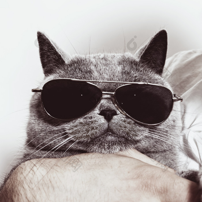 简约戴眼镜的猫摄影图