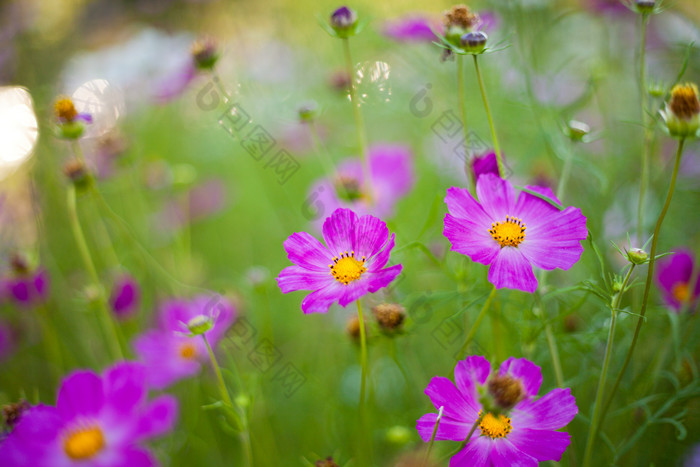 田野里漂亮的紫色小花摄影图
