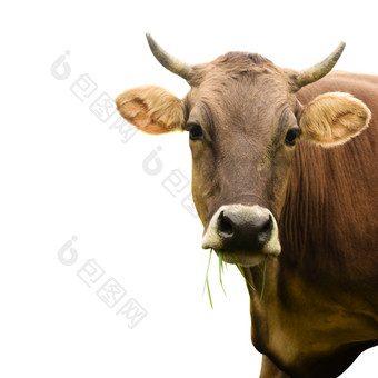 哺乳动物牛头摄影图