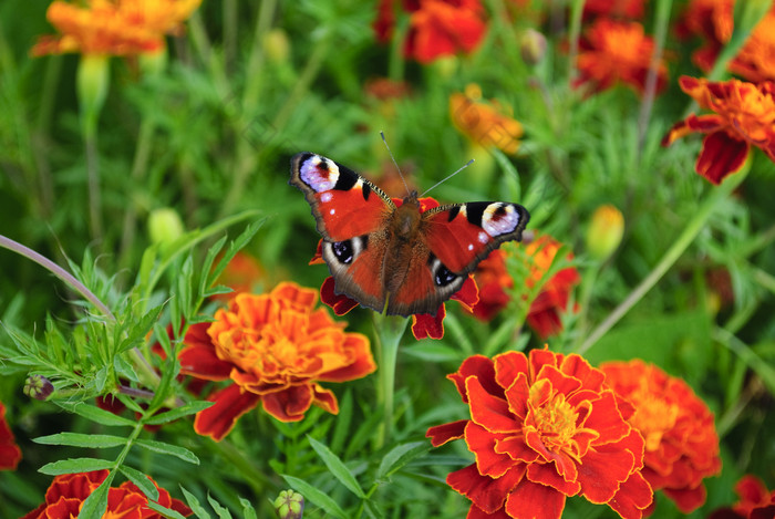 鲜花花朵上的蝴蝶