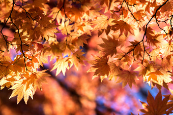 日本枫树槭草摄影图